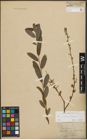 Foto von Salix purpurea L. x Salix repens L.